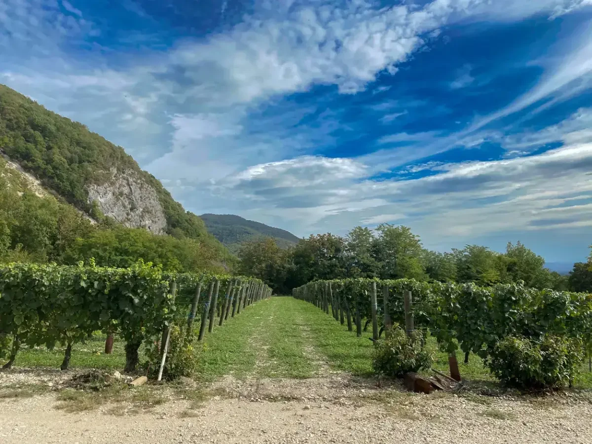 Atelier œnologie & gourmands Haute-Savoie